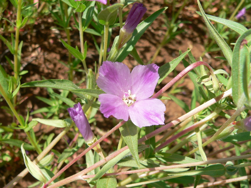 Small-flowered Godetia