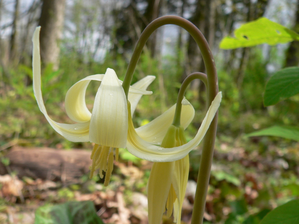 Giant or White Fawn Lily