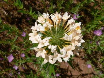 Large-flowered Collomia