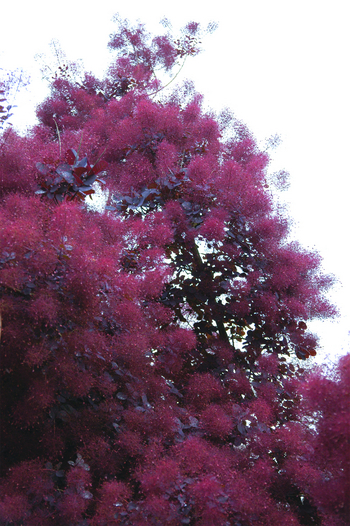 Purple Smoketree