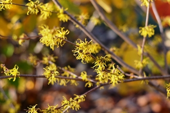 Arnold's Promise Witchhazel