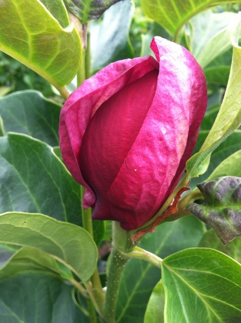 Magnolia 'Genie™