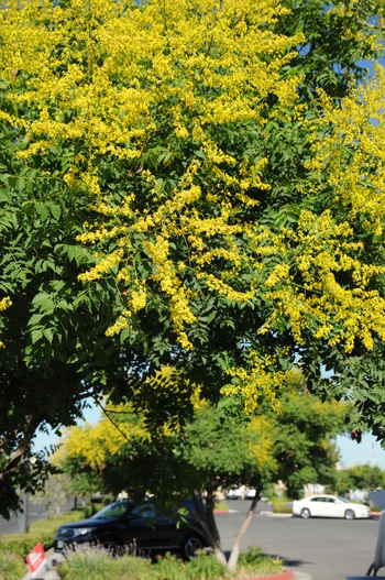 Goldenraintree