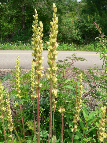 Green-flowered Alumroot