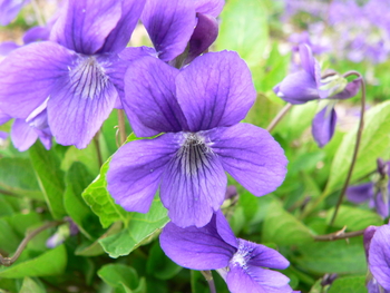 Hookedspur Violet/Early-blue Violet
