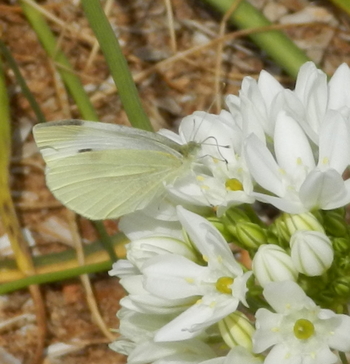 Hyacinth or White Brodiaea