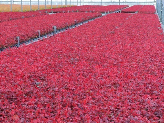 Red Japanese Maple Seedlings