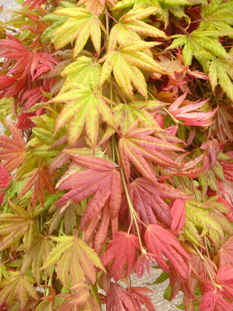 Acer shirasawanum Moonrise  'Munn 001' PP 16,718