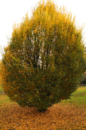 Carpinus betulus 'Fastigiata'