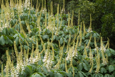 Aesculus parviflora