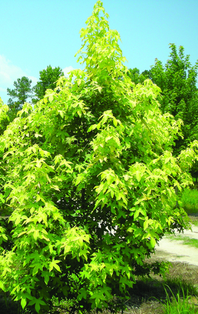 Liquidambar styraciflua 'Gold Beacon'