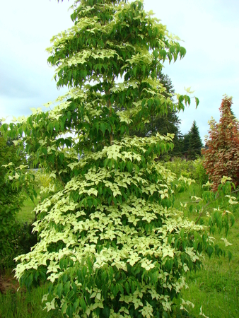 Cornus kousa var. chinensis 'Snow Tower'®