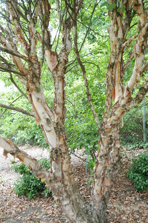 Betula nigra Heritage® 'Cully'