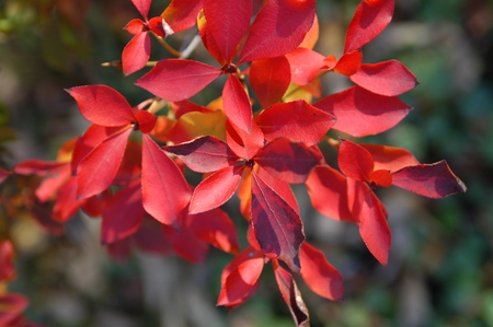 Enkianthus perulatus