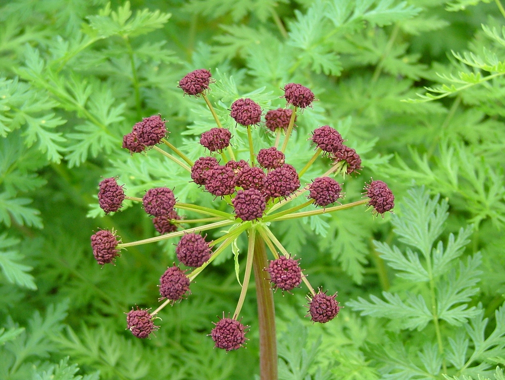 Fern-leaved Lomatium