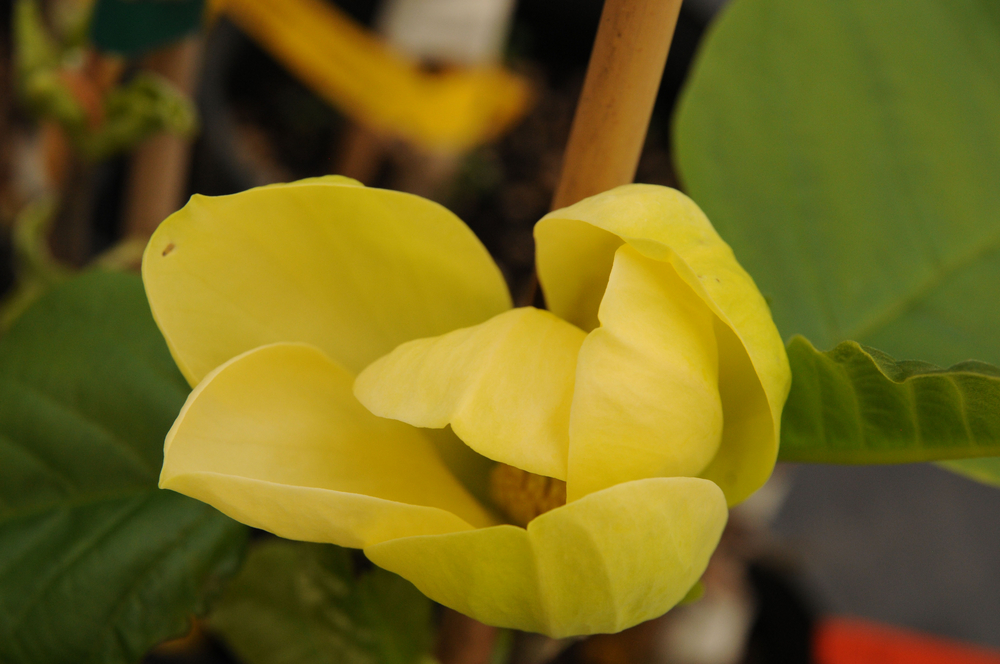 Yellow Bird Magnolia