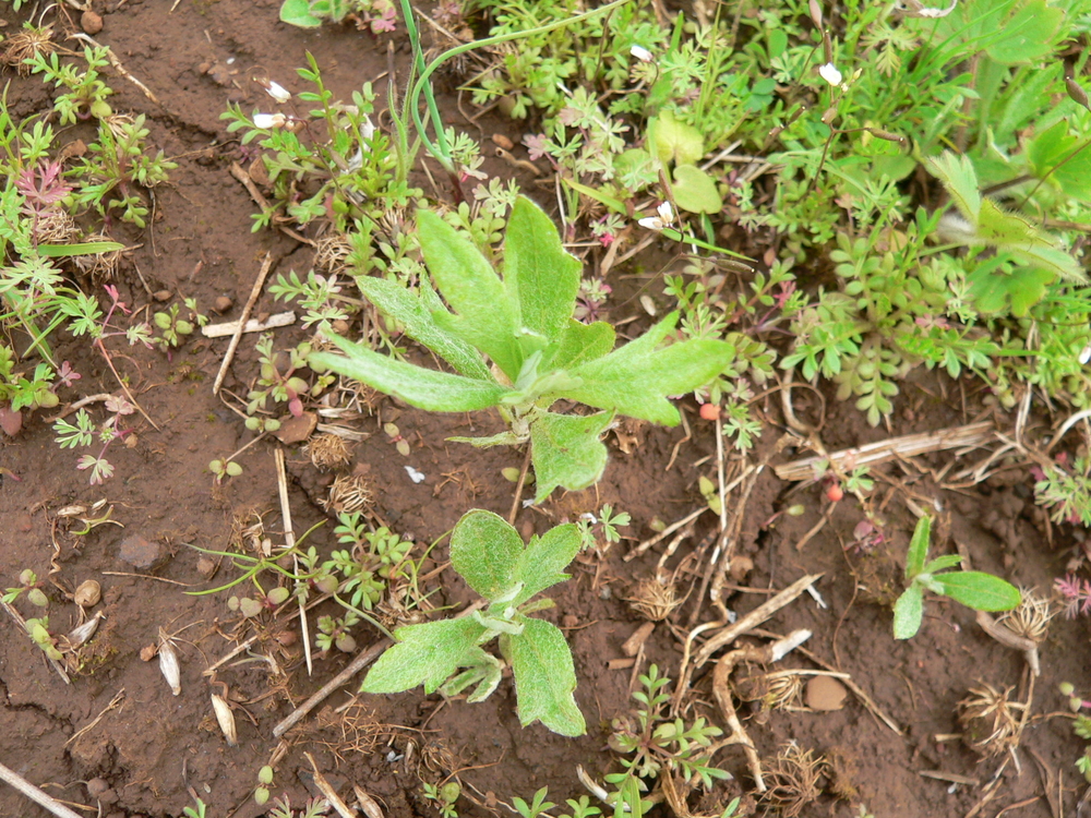 Douglas' Sagewort