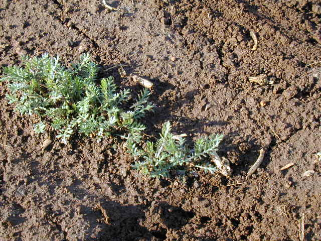 Western Yarrow