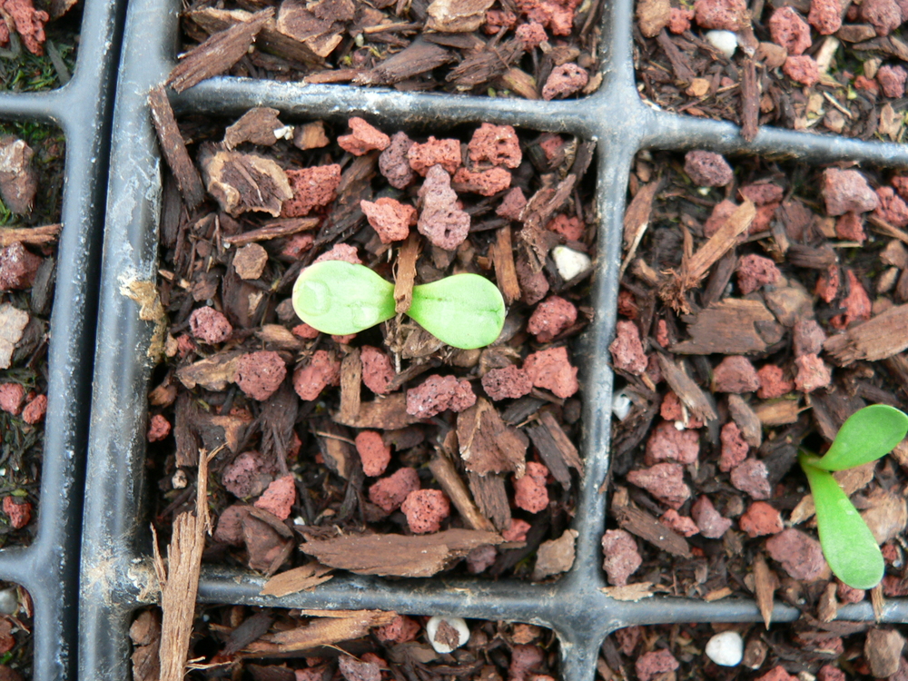 Deltoid Balsamroot