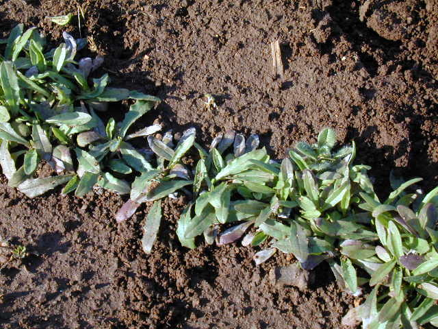 Large-flowered Agoseris