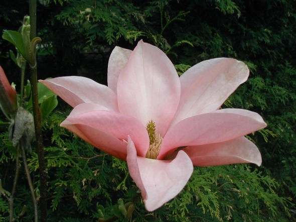 Blushing Belle Magnolia