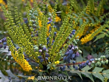 Charity Mahonia