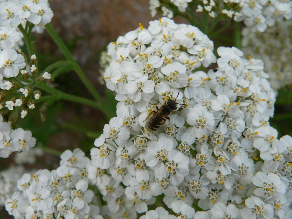 Western Yarrow