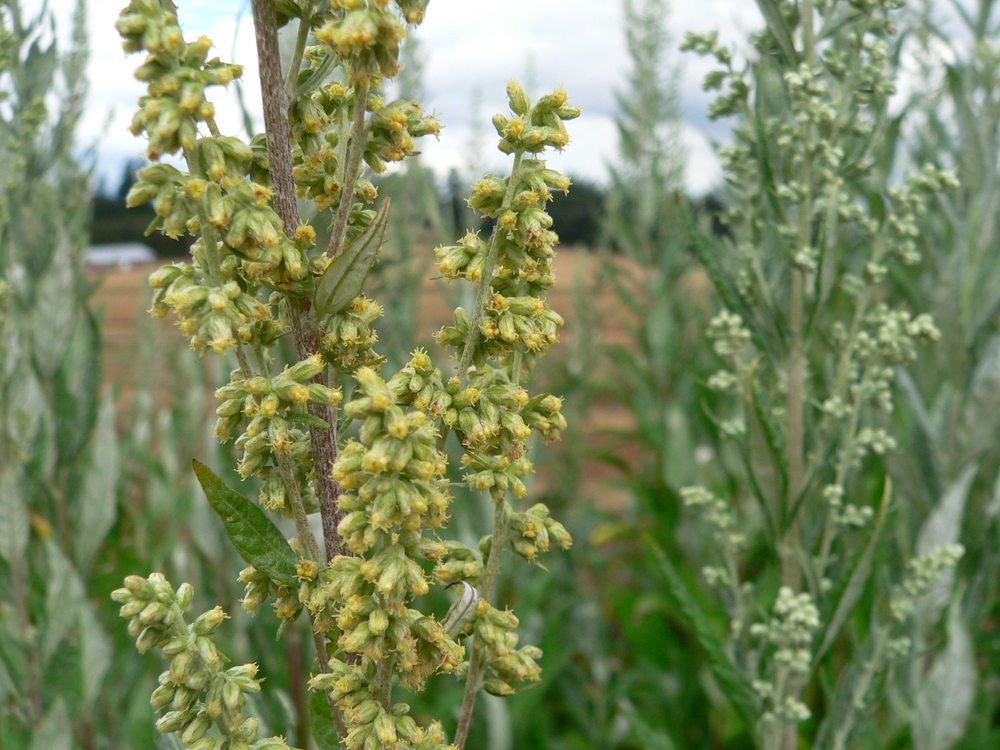 Douglas' Sagewort