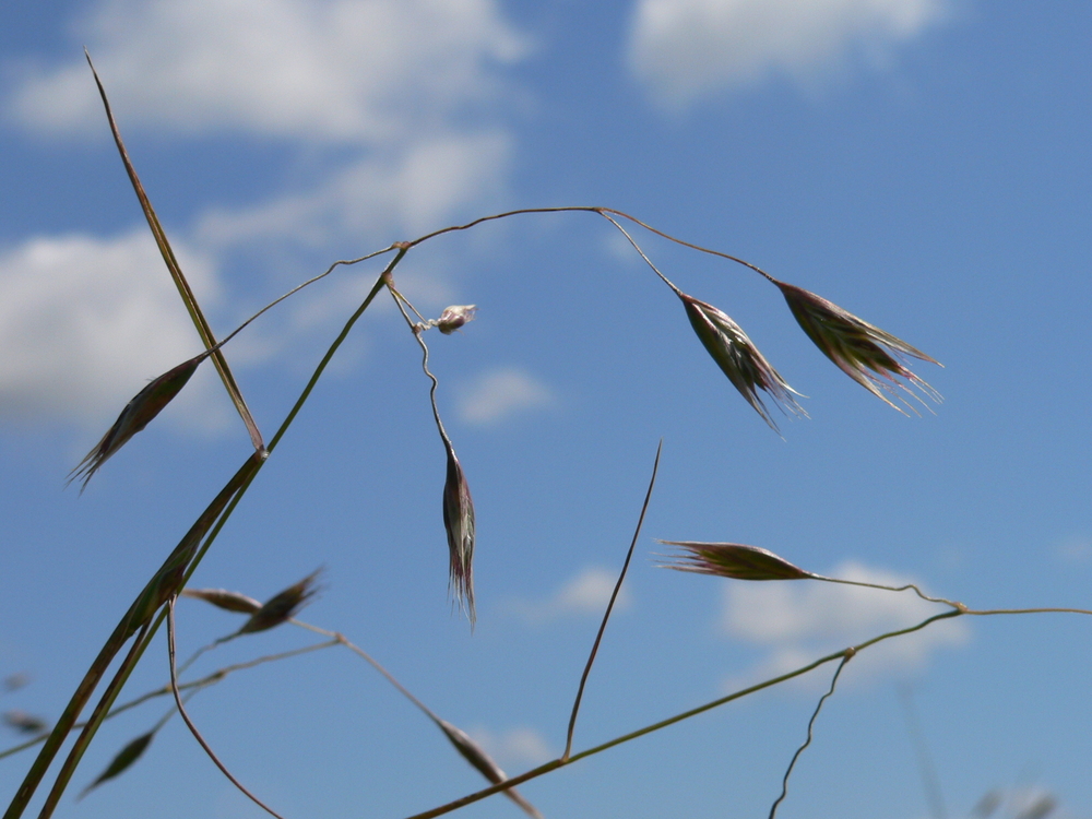 California Oatgrass