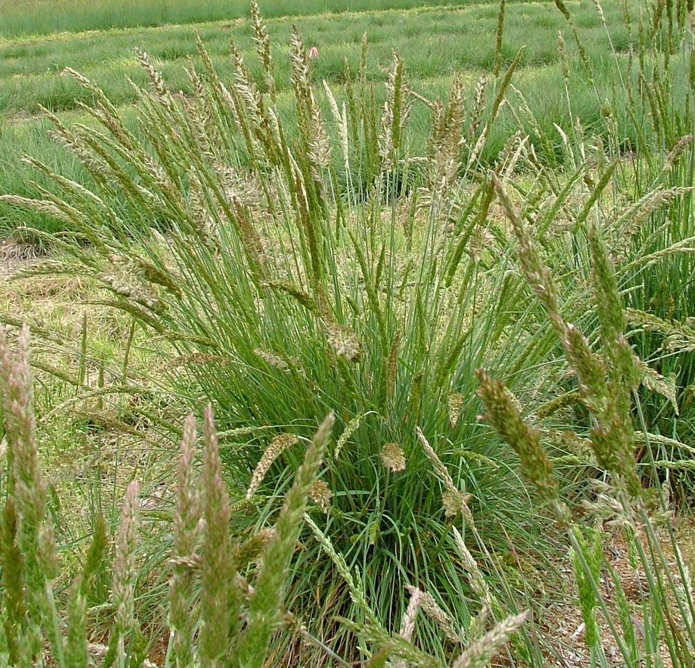 Prairie Junegrass