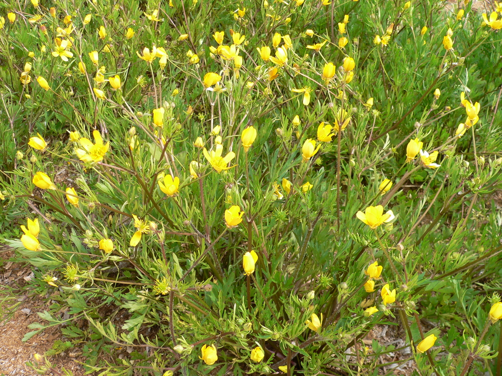 Straightbeak Buttercup