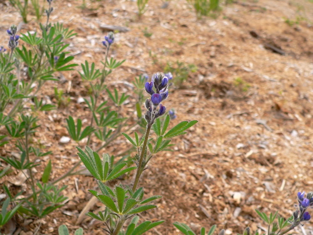 Smallflower Lupine