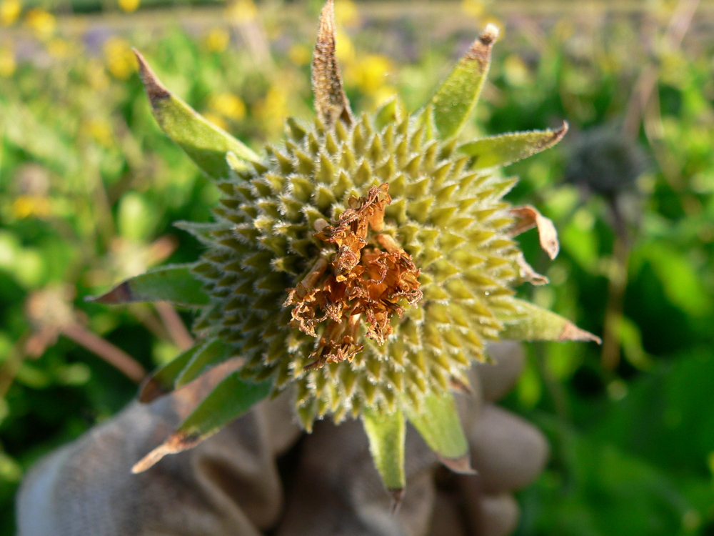 Deltoid Balsamroot