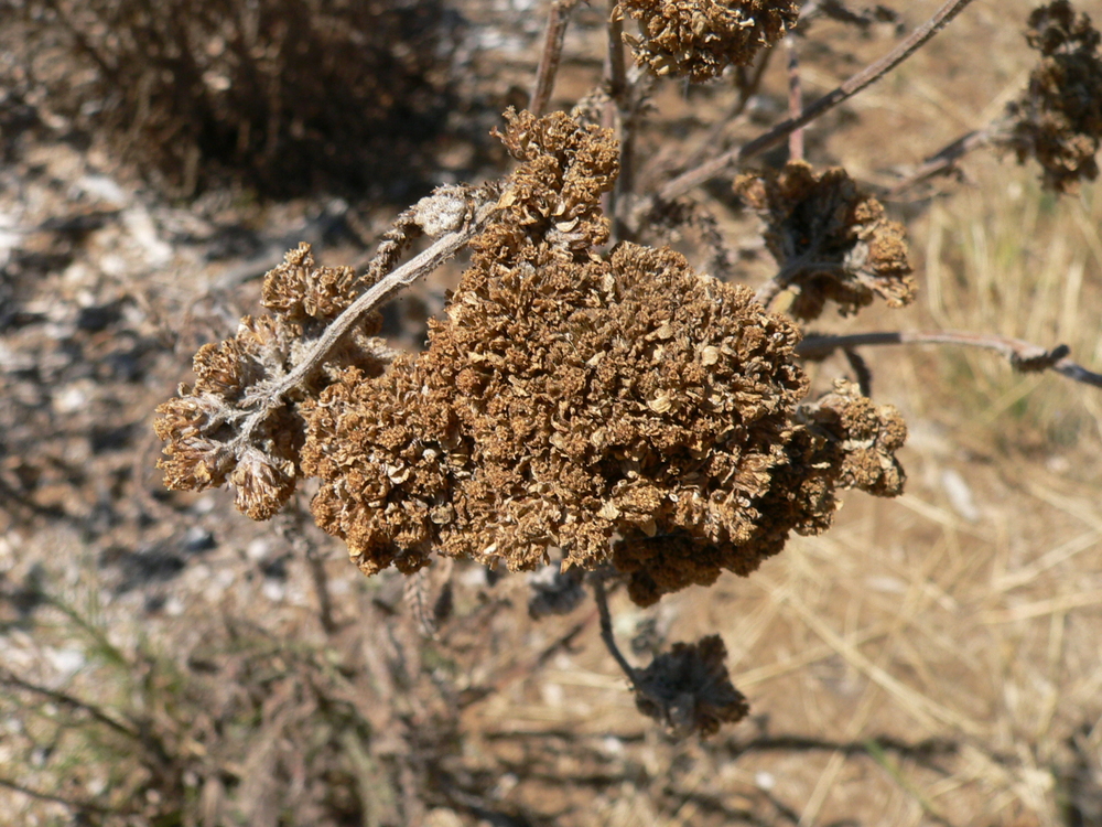 Western Yarrow