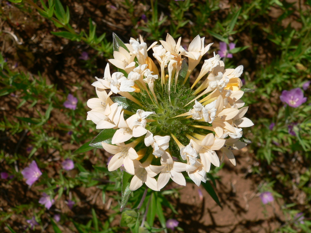 Large-flowered Collomia