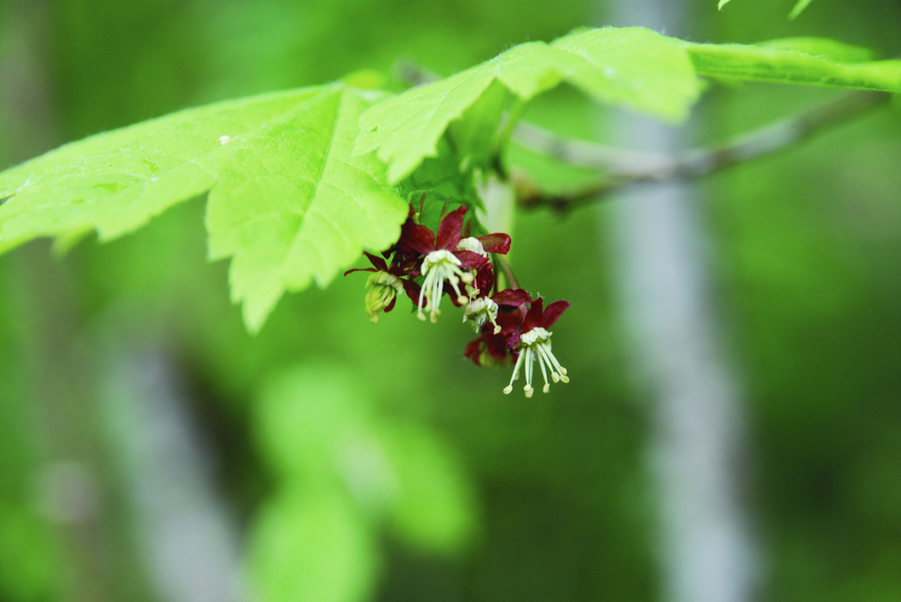 Vine Maple