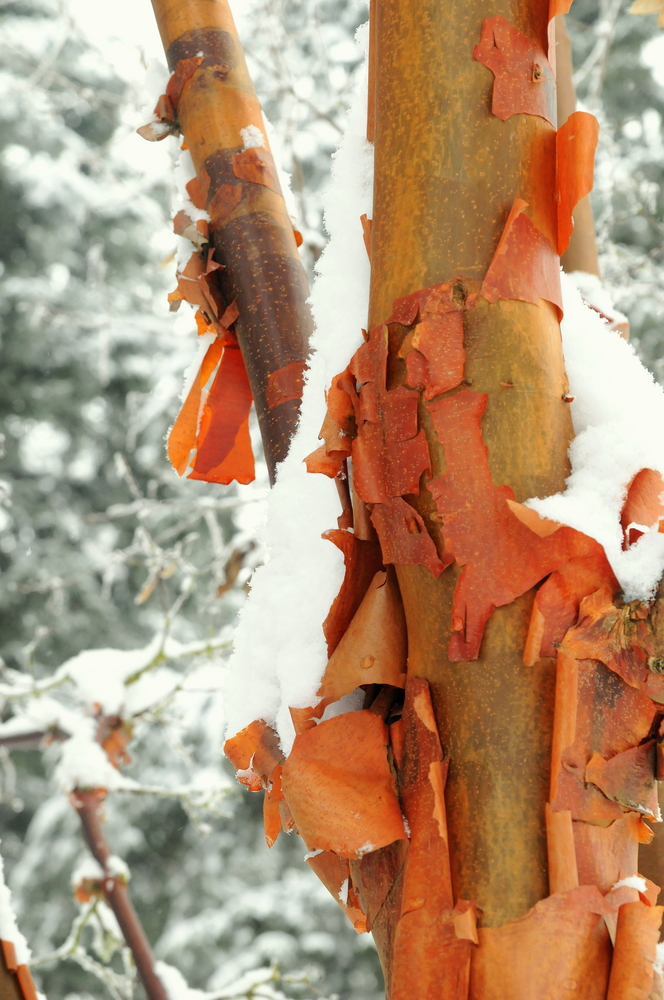 Paperbark Maple