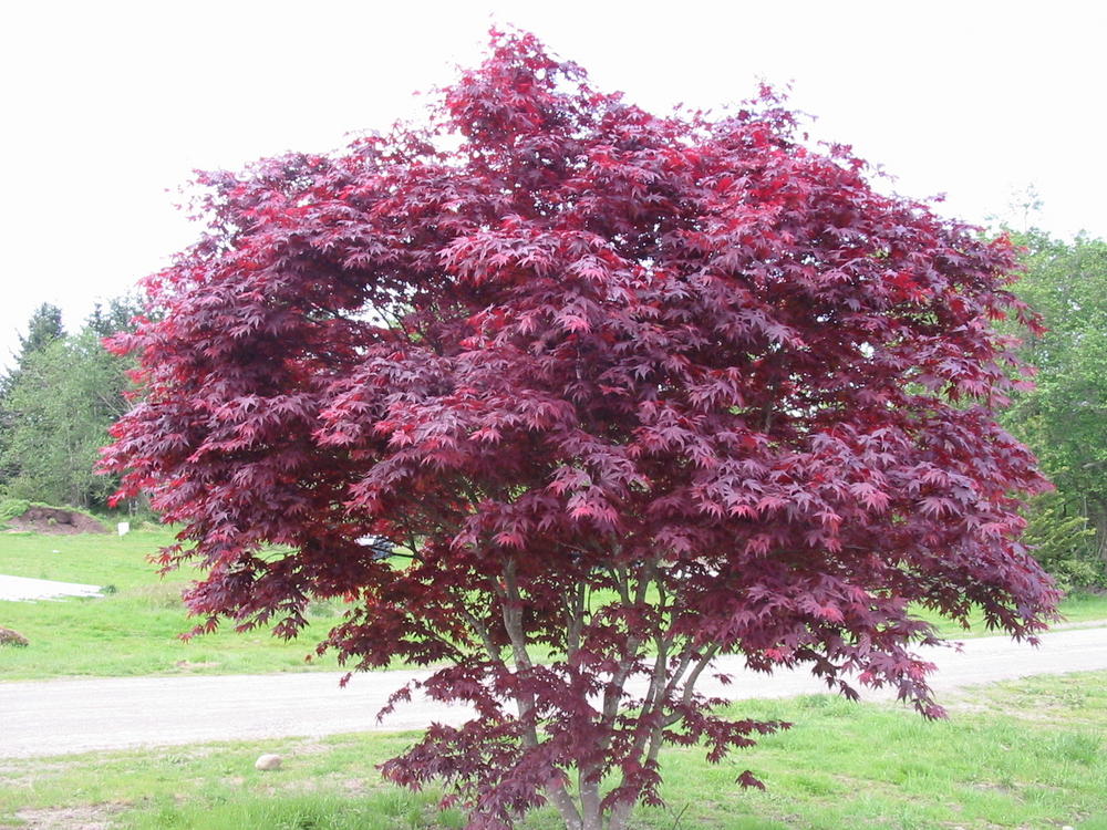 Emperor I Japanese Maple