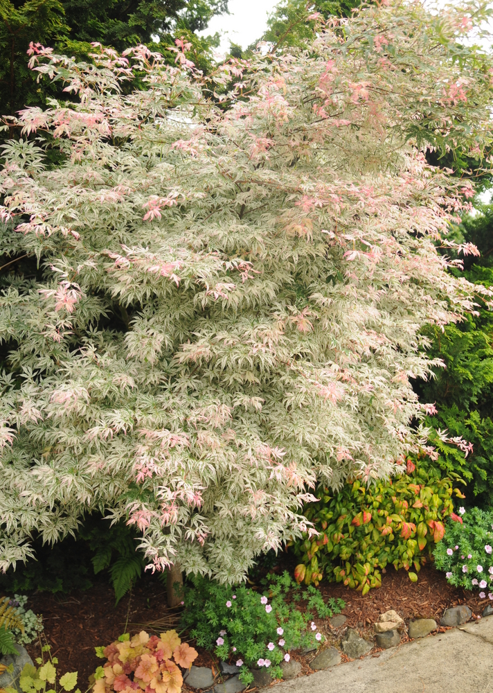 Floating Cloud Japanese Maple