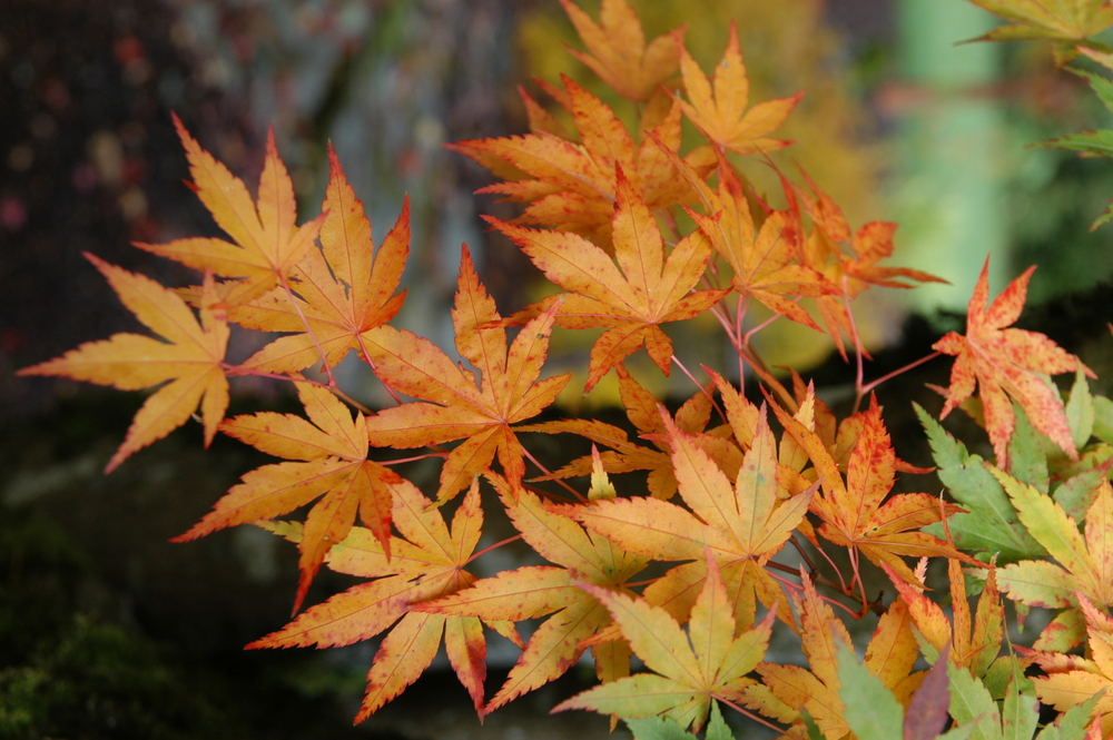 Coral Bark Japanese Maple