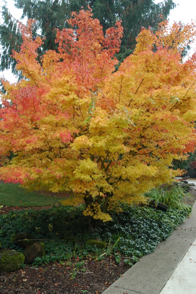 Coral Bark Japanese Maple