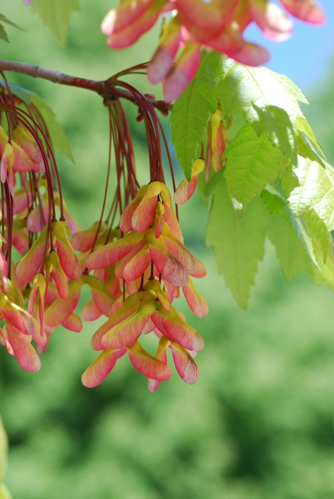 Red Maple