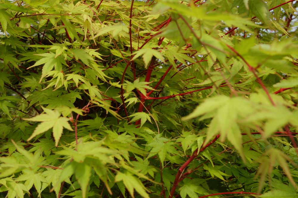 Coral Bark Japanese Maple