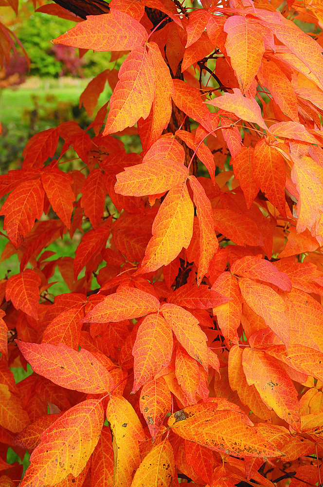 Three-flower Maple