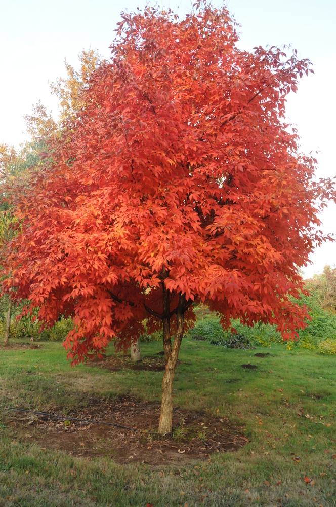 Three-flower Maple