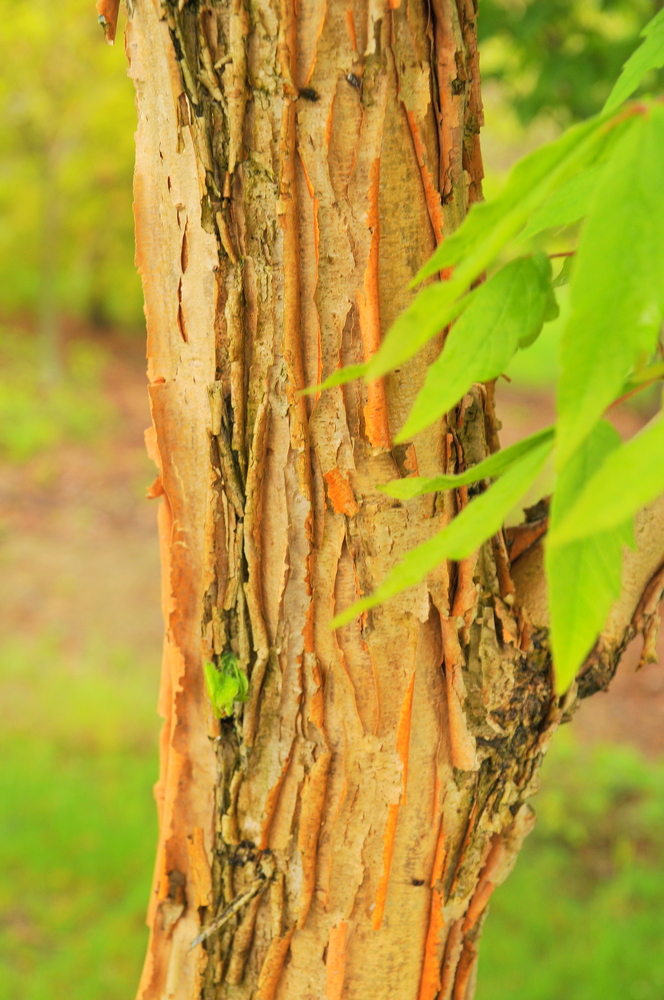 Three-flower Maple