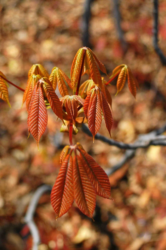 Ohio Buckeye