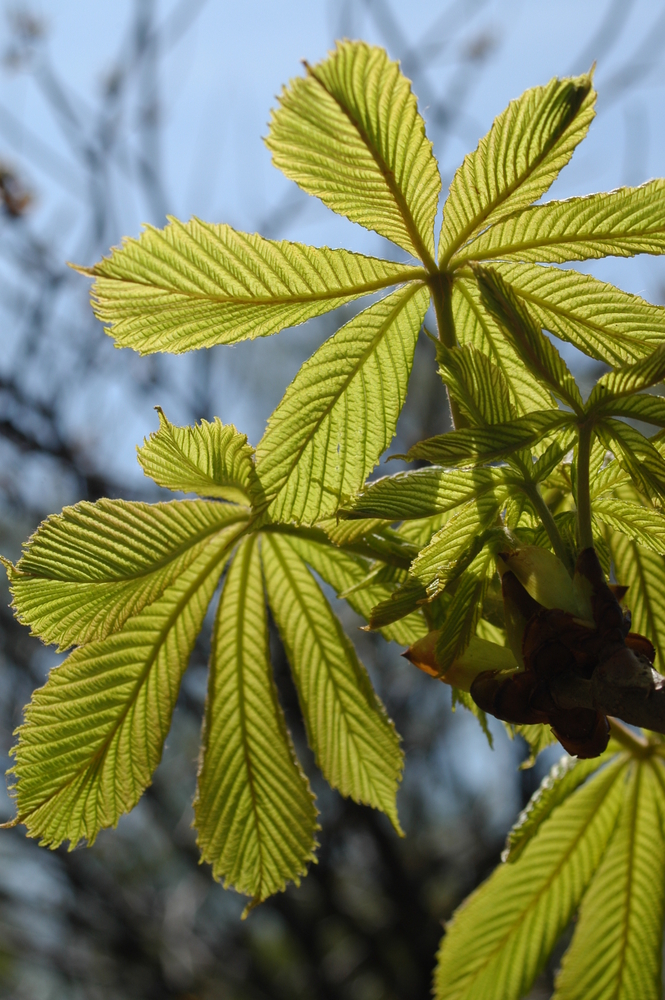 Horsechestnut