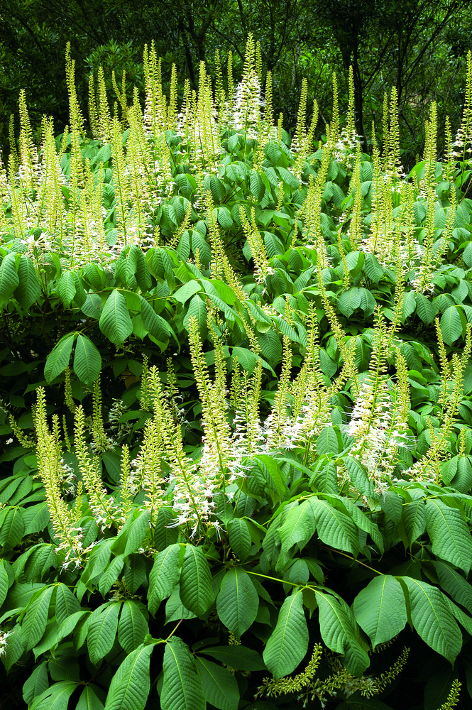 Bottlebrush Buckeye