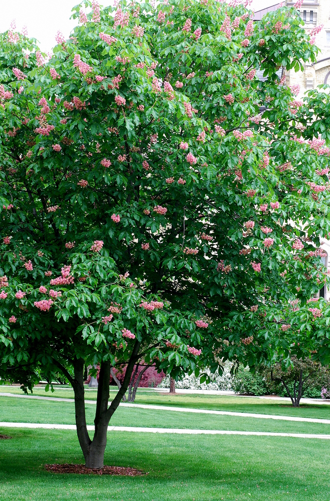 Briotii Red Horsechestnut